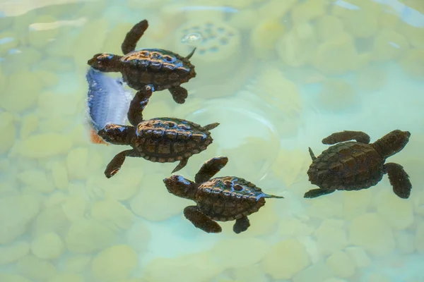 Baby sea turtles hatching swimming and catching food under clear sea water.