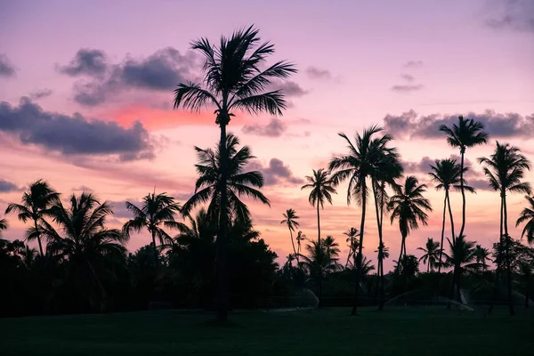 カラフルな夕日の間に熱帯のビーチでヤシの木のシルエット — ストック写真