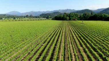 Yaz sezonunda Napa Vadisi'ndeki şarap bağının havadan görünümü. Napa County, Kaliforniya'nın Şarap Ülkesi, San Francisco Bay Area North Bay bölgenin bir parçası. Üzüm bağları manzara.