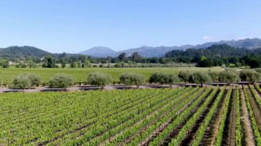 Yaz sezonunda Napa Vadisi'ndeki şarap bağının havadan görünümü. Napa County, Kaliforniya'nın Şarap Ülkesi, San Francisco Bay Area North Bay bölgenin bir parçası. Üzüm bağları manzara.