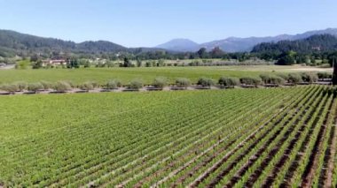 Yaz sezonunda Napa Vadisi'ndeki şarap bağının havadan görünümü. Napa County, Kaliforniya'nın Şarap Ülkesi, San Francisco Bay Area North Bay bölgenin bir parçası. Üzüm bağları manzara.
