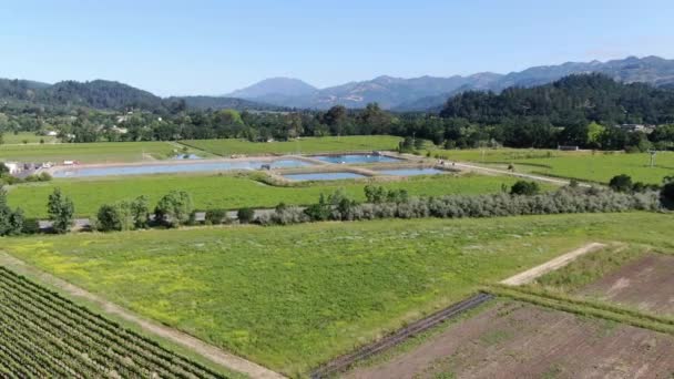 Légifelvétel Bor Szőlő Napa Valley Ben Nyári Szezonban Napa Megyében — Stock videók