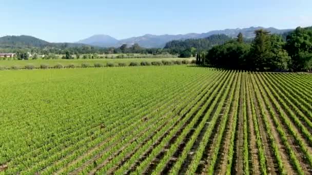 夏のシーズン中にナパバレーのワインブドウ園の航空写真 カリフォルニア州ワインカントリーのナパ郡は サンフランシスコベイエリアのノースベイ地域の一部です ブドウ園の風景 — ストック動画