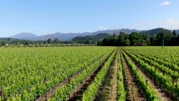 夏季纳帕谷葡萄酒葡萄园的鸟瞰图 纳帕县 位于加州的葡萄酒之乡 是旧金山湾区北湾地区的一部分 葡萄园景观 — 图库视频影像