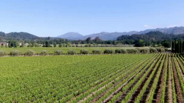Yaz sezonunda Napa Vadisi'ndeki şarap bağının havadan görünümü. Napa County, Kaliforniya'nın Şarap Ülkesi, San Francisco Bay Area North Bay bölgenin bir parçası. Üzüm bağları manzara.