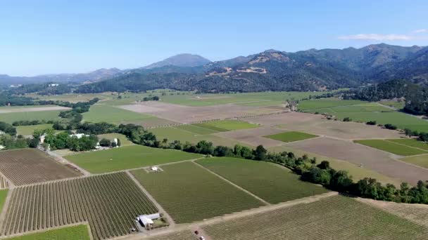 Vue Aérienne Vignoble Viticole Dans Vallée Napa Pendant Saison Estivale — Video