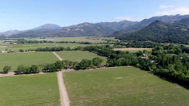 Vista Aérea Del Viñedo Vino Valle Napa Durante Temporada Verano — Vídeo de stock