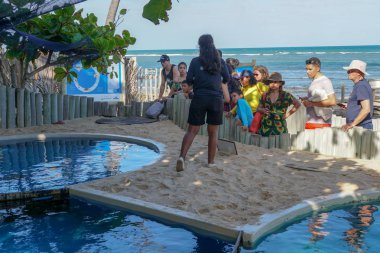 Tamar Projesi'nde büyük tankta kaplumbağaları gözlemleten turistler