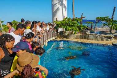 Tamar Projesi'nde büyük tankta kaplumbağaları gözlemleten turistler