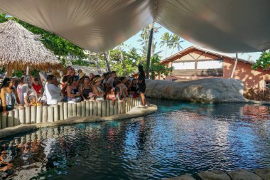 Tamar Projesi'nde büyük tankta kaplumbağaları gözlemleten turistler