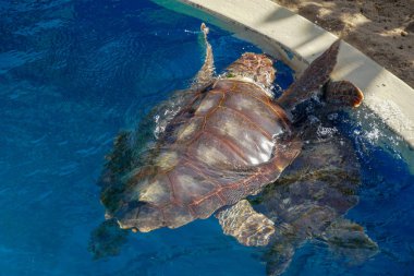 Büyük bir su tankında deniz kaplumbağası