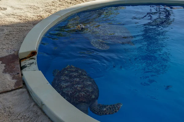 Морская черепаха в большом резервуаре — стоковое фото