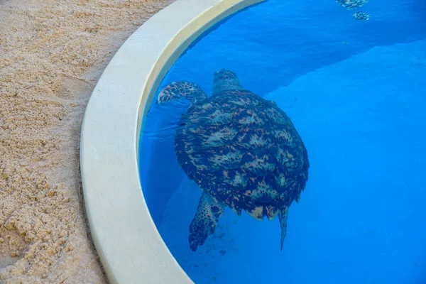 Tartaruga marinha em um grande tanque de água — Fotografia de Stock