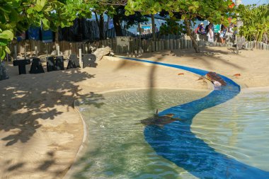 Proje Tamar, Kaplumbağa Parkı, Praia Forte yapmak