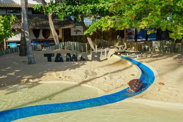 Proje Tamar, Kaplumbağa Parkı, Praia Forte yapmak