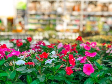 Bebek odasında satılık renkli çiçekler ve bitkiler.
