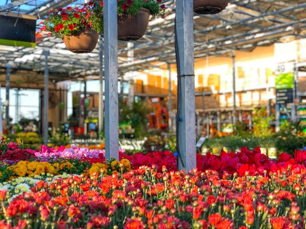 Fiori colorati rossi in vendita presso la scuola materna — Foto Stock