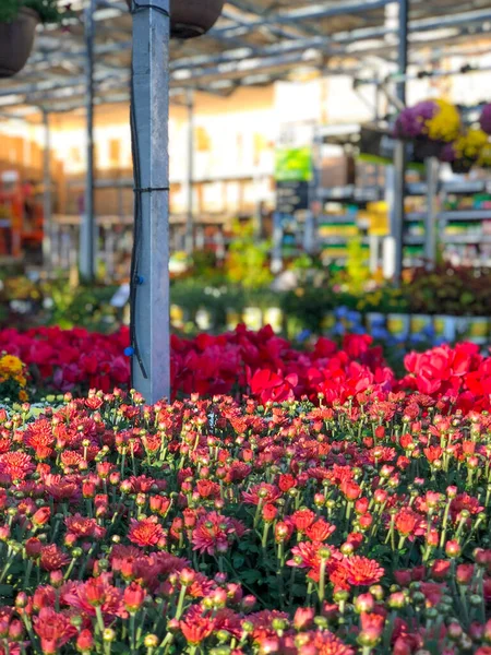Flores de colores rojos para la venta en el vivero — Foto de Stock