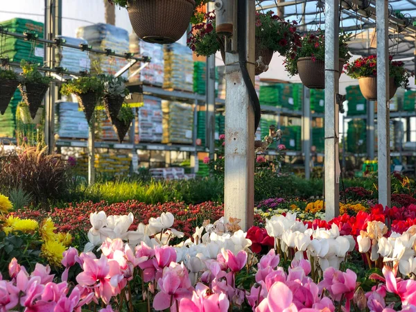 Красочные цветы и растения для продажи в детской — стоковое фото