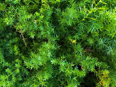 Güzel ve dokusal yeşil ve temiz bitki yaprakları