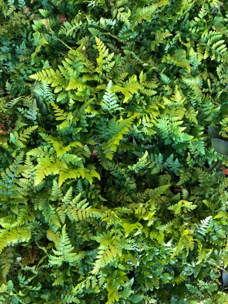 Pěkné a texturální zelené a čisté listy rostlin — Stock fotografie