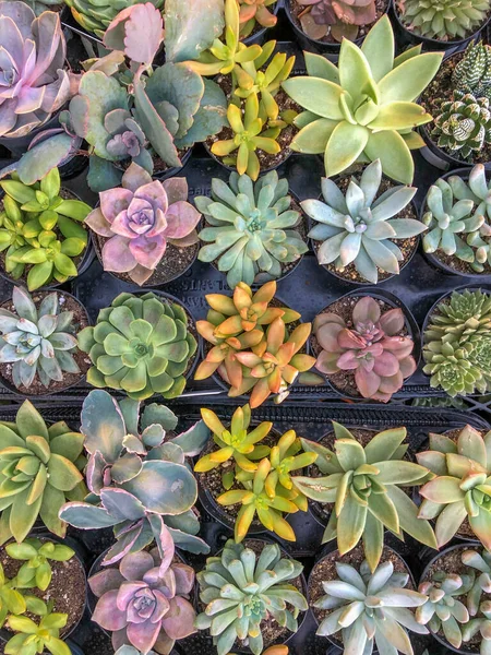 Coloridas plantas suculentas del desierto en miniatura — Foto de Stock