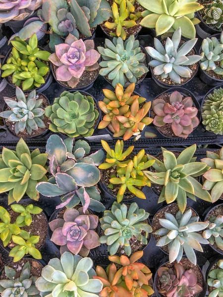 Coloridas plantas suculentas del desierto en miniatura —  Fotos de Stock