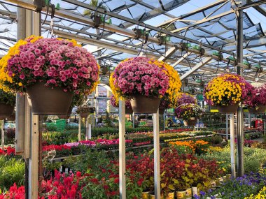 Bebek odasında satılık renkli çiçekler ve bitkiler.