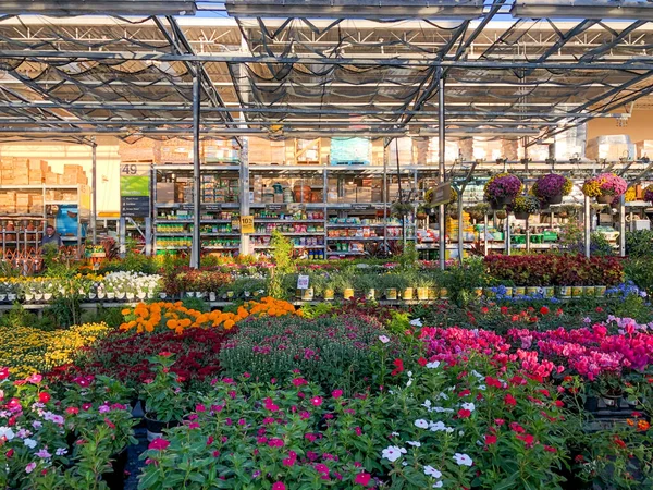 Flores y plantas de colores para la venta en el vivero — Foto de Stock