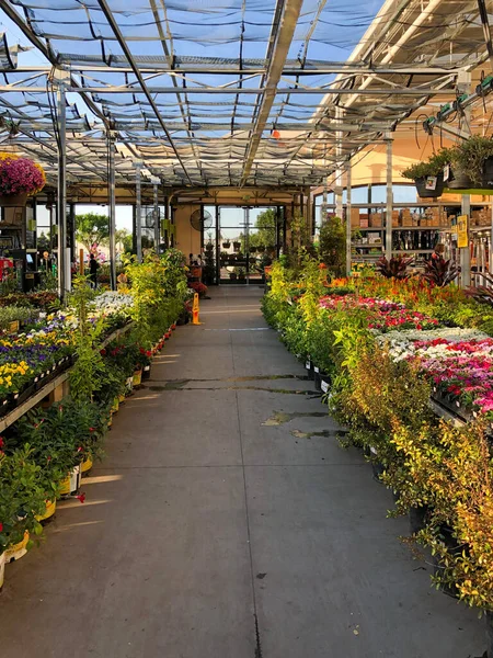 Flores coloridas e plantas para venda no berçário — Fotografia de Stock