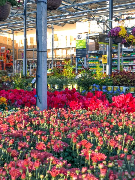 Színes virágok és növények eladó óvoda — Stock Fotó
