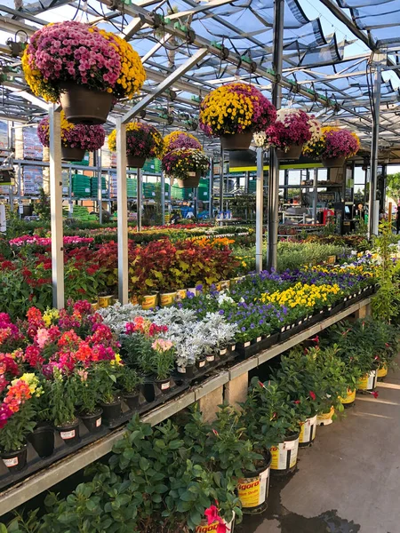 Flores y plantas de colores para la venta en el vivero — Foto de Stock