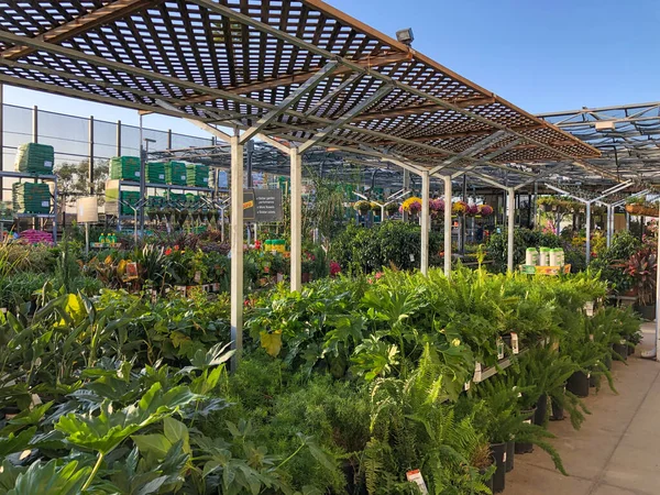 Flores y plantas de colores para la venta en el vivero — Foto de Stock