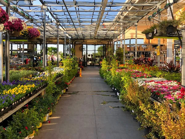 Flores y plantas de colores para la venta en el vivero — Foto de Stock