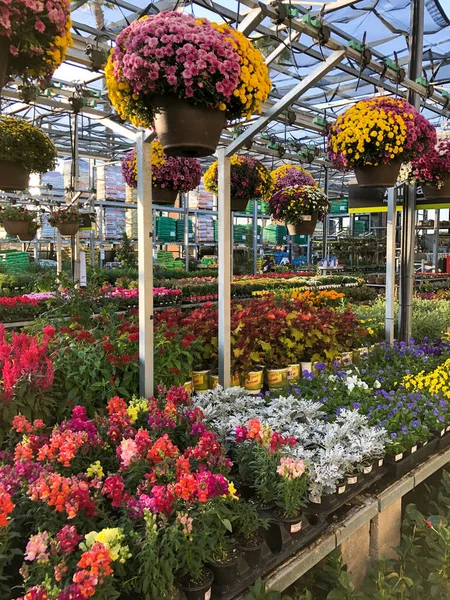 Flores y plantas de colores para la venta en el vivero — Foto de Stock