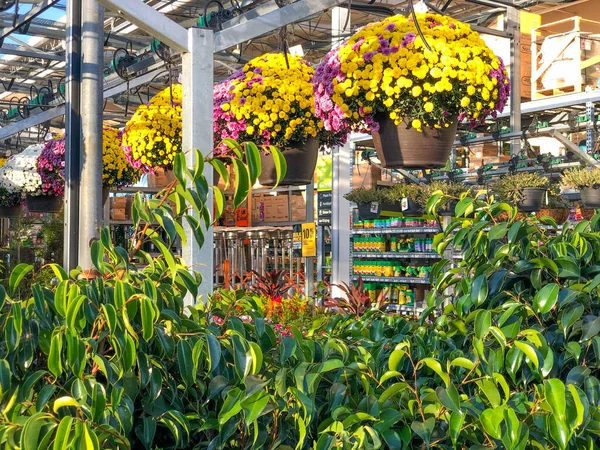 Flores y plantas de colores para la venta en el vivero — Foto de Stock