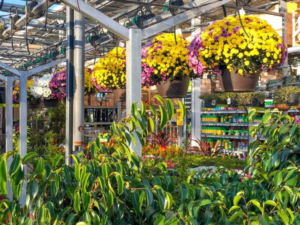 Flores y plantas de colores para la venta en el vivero — Foto de Stock