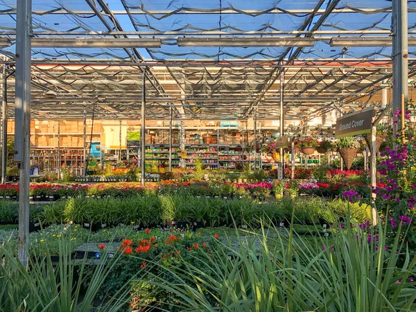 Flores y plantas de colores para la venta en el vivero — Foto de Stock