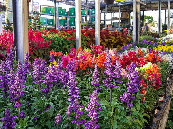 Красочные цветы и растения для продажи в детской — стоковое фото