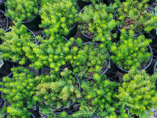 Folhas de plantas verdes e limpas agradáveis e texturais — Fotografia de Stock