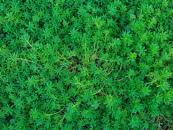 Folhas de plantas verdes e limpas agradáveis e texturais — Fotografia de Stock