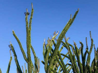 Mavi yaz gökyüzünde yeşil kaktüs