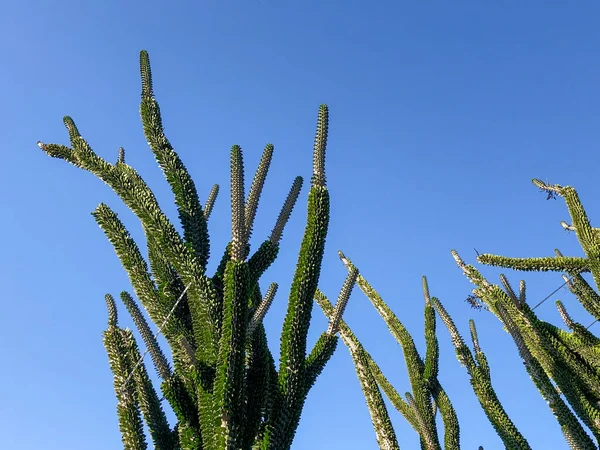 Cactus verde sobre cielo azul de verano — Foto de Stock