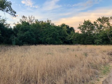 Gün batımında kuru ot ve buğday tarlası çayırı.
