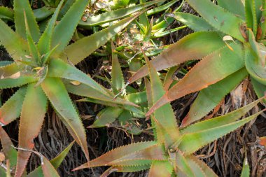 Red Hot Poker, Aloe Ağaçevi, Güney Afrika 'dan Aloeacceae