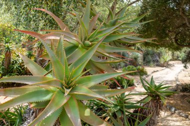 Red Hot Poker, Aloe Ağaçevi, Güney Afrika 'dan Aloeacceae
