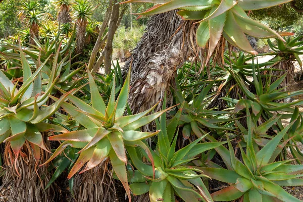 Red Hot Poker, Aloe Arborescens, Aloeacceae aus Südafrika — Stockfoto