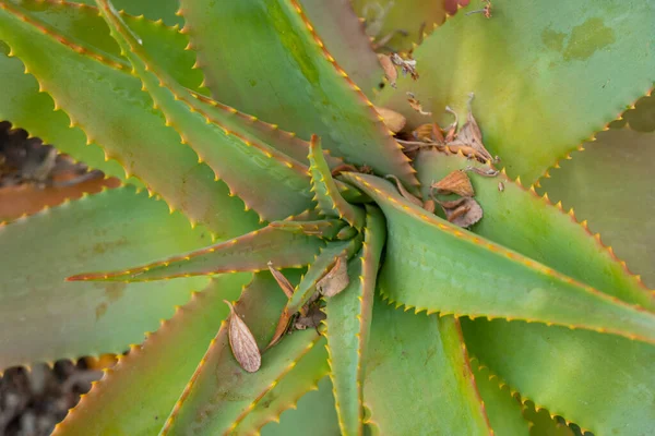 Red Hot Poker, Aloe Arborescens, Aloeacceae aus Südafrika — Stockfoto