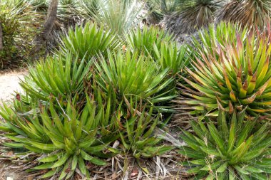 İplik Agave, Agave filifera, yaygın olarak İplik Yaprağı Agave veya Kıllı Agave olarak da bilinir.