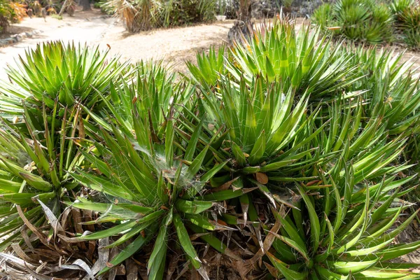 Faden-Agave, Agave filifera, auch bekannt als Fadenblatt-Agave oder Haarige Agave — Stockfoto